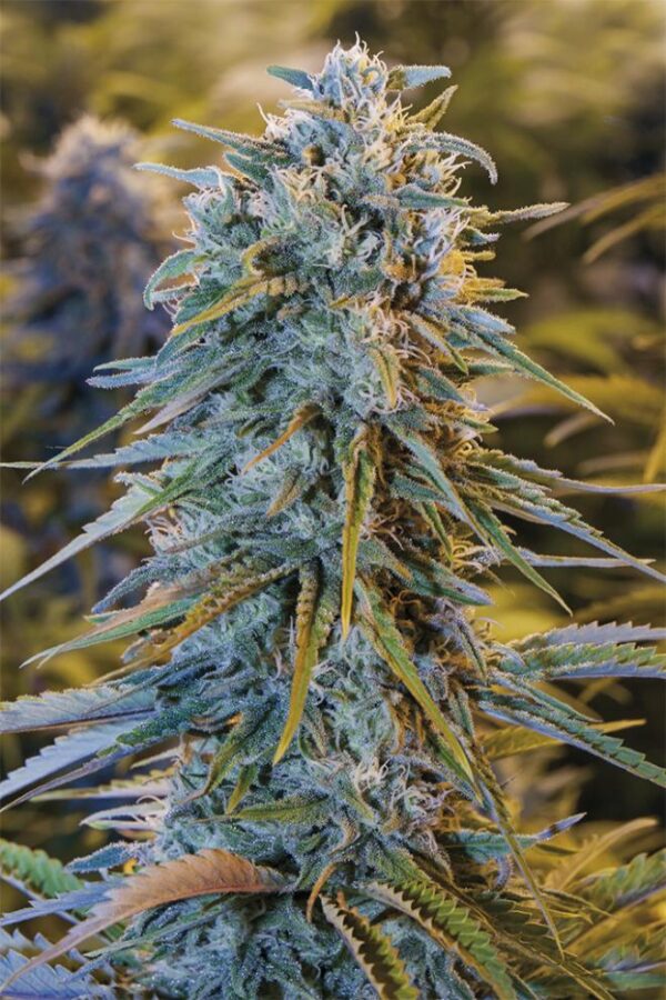 Pack 100 semillas Blue Dream feminizada – Alto rendimiento – Malibú Hemp