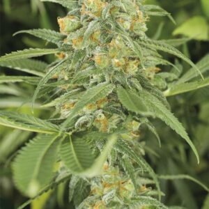 Green Crack feminizada 100 semillas sativa energizante