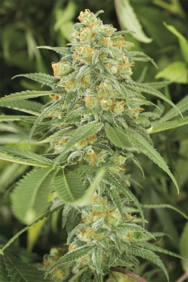 Green Crack feminizada 100 semillas sativa energizante