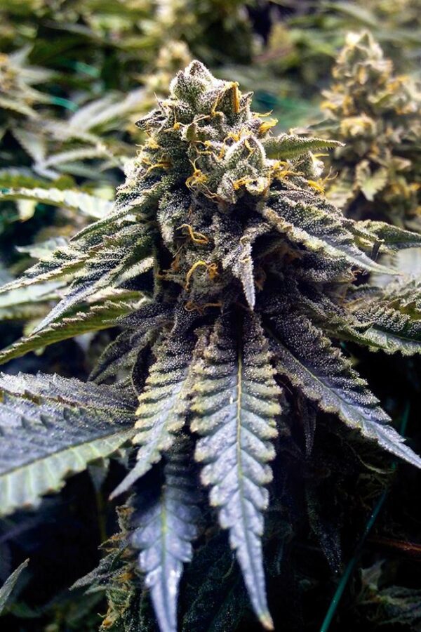 Chocolate Mint OG feminizada – 100 semillas Humboldt Seed – Malibú Hemp