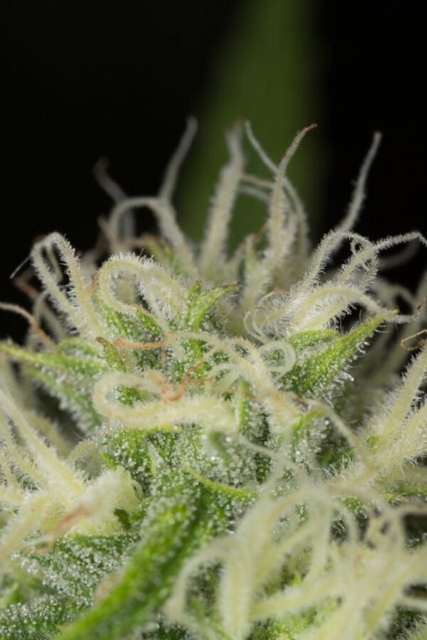 Pack 100 semillas Blue Dream feminizada – Alto rendimiento – Malibú Hemp