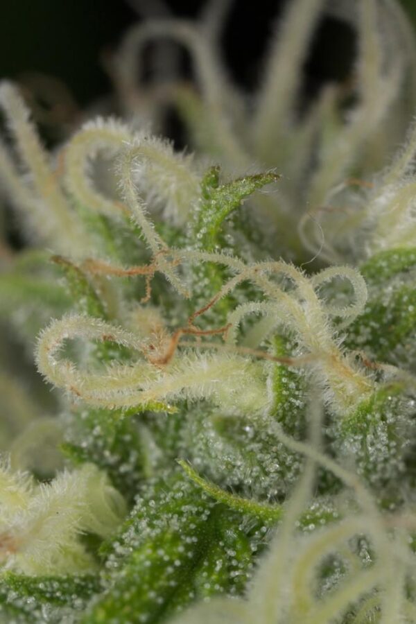 Pack 100 semillas Blue Dream feminizada – Alto rendimiento – Malibú Hemp