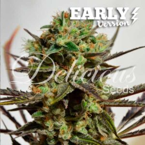 elicious Candy Early Version Delicious Seeds