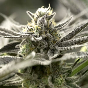 semillas-ogkz-auto-humboldt-seeds