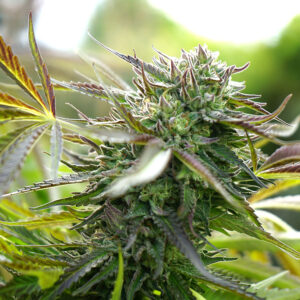 semillas-pineapple-chem-auto-humboldt