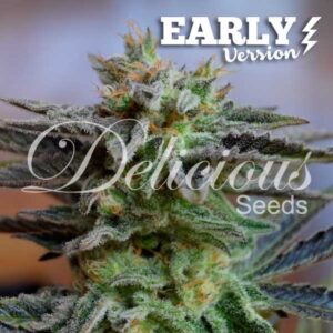 Sugar Black Rose Early Version Delicious Seeds