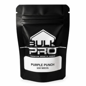 Bulk Pro Purple Punch semillas premium índica con tonos morados y alta producción