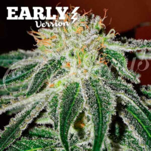 Black Russian Early Version ® | Pack x 3