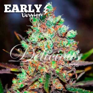 Cotton Candy Kush Early Version ® | Pack x 3