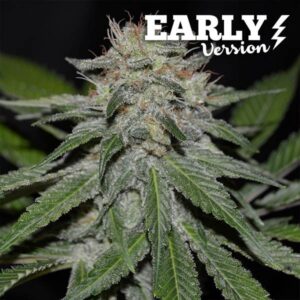 Critical Neville Haze Early Version ® | Pack x 3