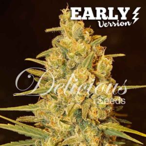 Critical Sensi Star Early Version ® | Pack x 3