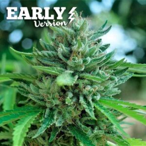 Delicious Cookies Early Version ® | Pack x 3