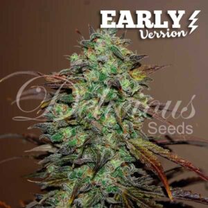 Eleven Roses Early Version ® | Pack x 3