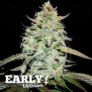 LEMON GAZZY EARLY VERSION | Pack x 3