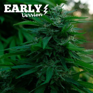 Lord Kush Early Version ® | Pack x 3