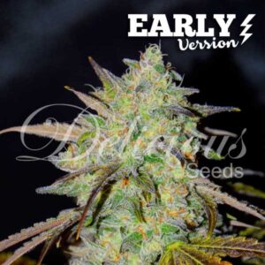 Marmalate Early Version ® | Pack x 3