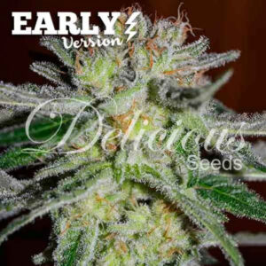 Northern Light Blue Early Version ® | Pack x 3