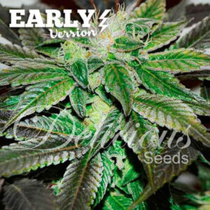 Sugar Candy Early Version ® | Pack x 100
