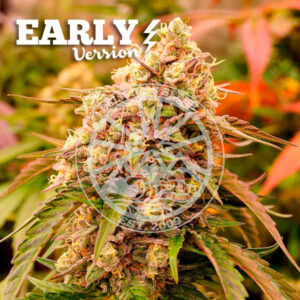 Sunday Punch Early Version ® | Pack x 3