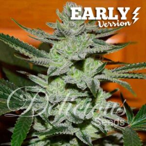 Unknown Kush Early Version ® | Pack x 100