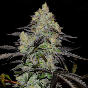 ZINNAPPLE ® | Pack x 3