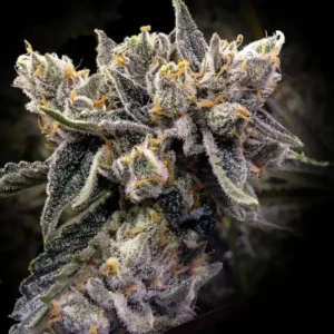 Bruised Bananas Cannabis Seeds
