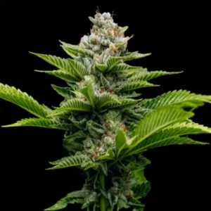Challah Cake Cannabis Seeds
