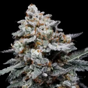Chemacal Romance Auto Cannabis Seeds