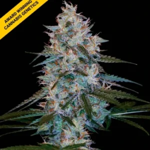 Chocolope Kush FEM Cannabis Seeds