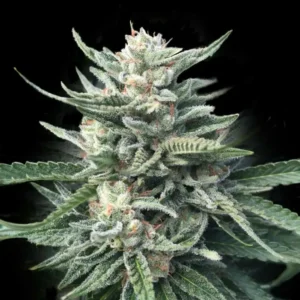 Chocolope 256 Fem Cannabis Seeds