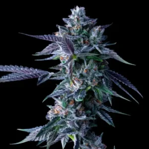 Chocolope Fem Cannabis Seeds