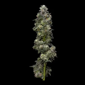 Bakers Delight Cannabis Seeds