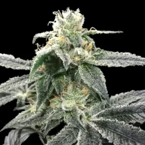 Blue Dream Feminized Cannabis Seeds | Pack x100