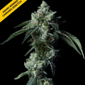Challah Bread Cannabis Seeds