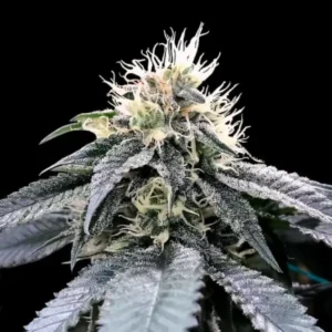 Green Crack Fem Cannabis Seeds | Pack x100