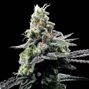 GG4 Fem Cannabis Seeds