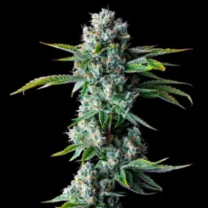 Skywalker Kush Fem Cannabis Seeds