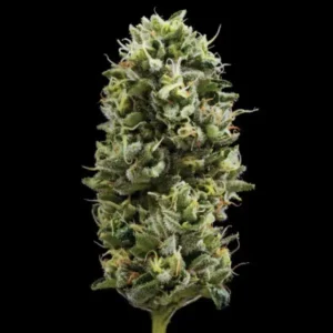Snack Pack Fem Cannabis Seeds