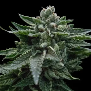 Double Dipped Strawberries Cannabis Seeds