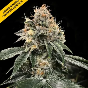 HG23 AKA MICHAEL JORDAN Fem Cannabis Seeds | Pack x100