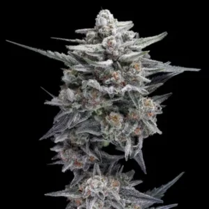 HG23 AKA MICHAEL JORDAN AUTO Cannabis Seeds