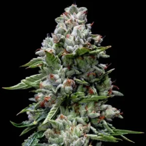 Kosher Kush Fem Cannabis Seeds | Pack x100