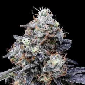 MacMelon Auto Cannabis Seeds