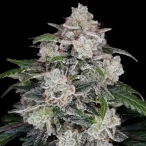 Mac n Me Autoflower Cannabis Seeds