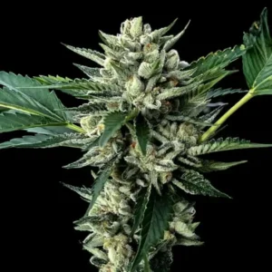 Sour Garlic x Honey Banana Fem Cannabis Seeds