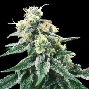 Swiss Miss Fem Cannabis Seeds