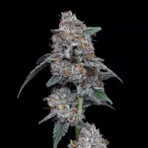 The Big Mac Auto Cannabis Seeds