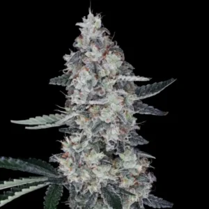 Watermelon Man Auto Cannabis Seeds
