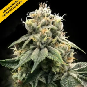Chocolate Truffle Shuffle Fem Cannabis Seeds