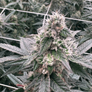 White Widow Feminized Cannabis Seed